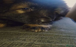 German Shepherd dogs for sale: German shepherd  - Image 9