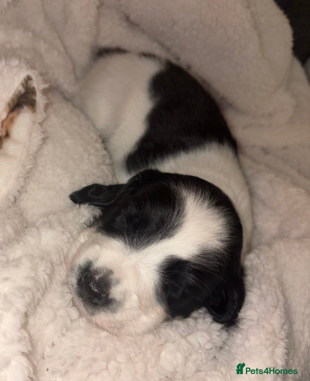 Sprollie dogs for sale: Sprollie  - Advert 11