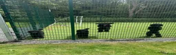 Standard Poodle dogs for sale: Black Standard Poodles in Chelmsford - Advert 2