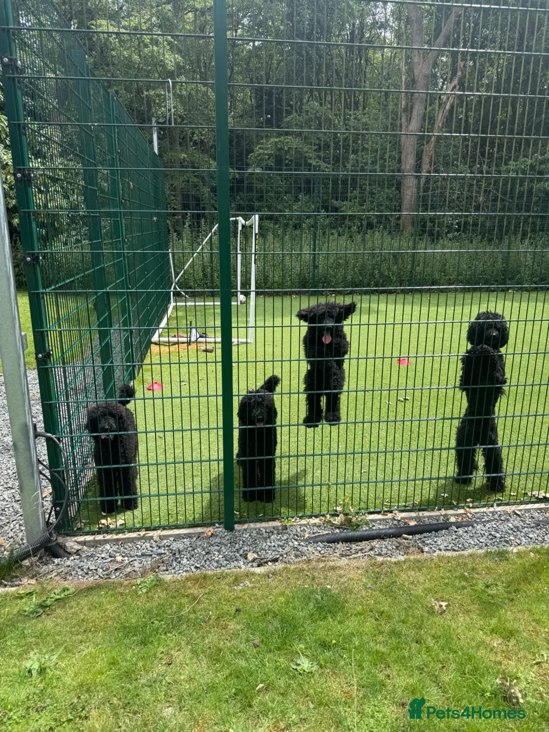 Standard Poodle dogs for sale: Black Standard Poodles in Chelmsford - Advert 2