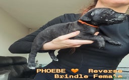 Cane Corso dogs for sale: READY REDUCED CANE CORSO - Image 28
