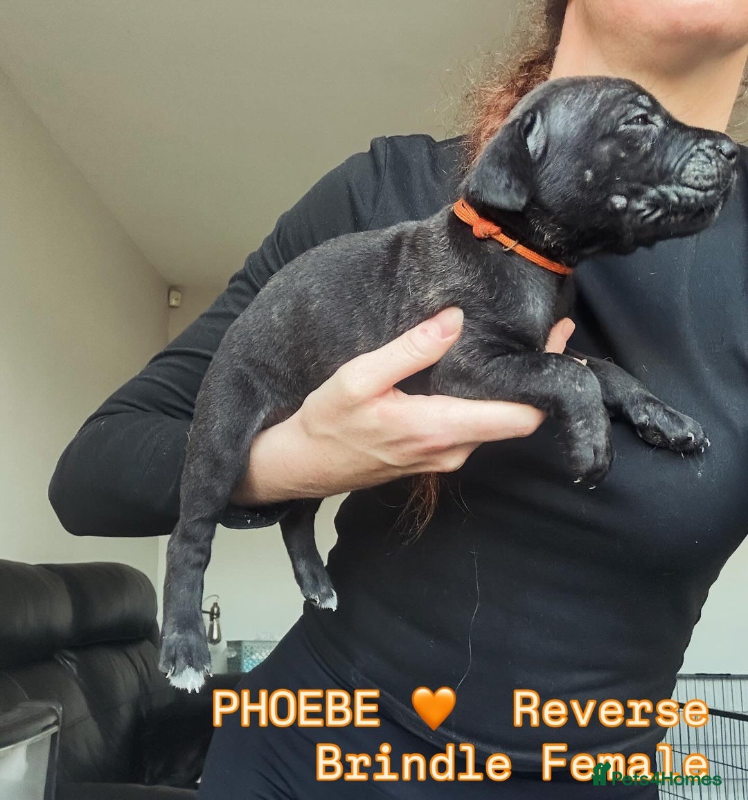 Cane Corso dogs for sale: READY REDUCED CANE CORSO - Image 28