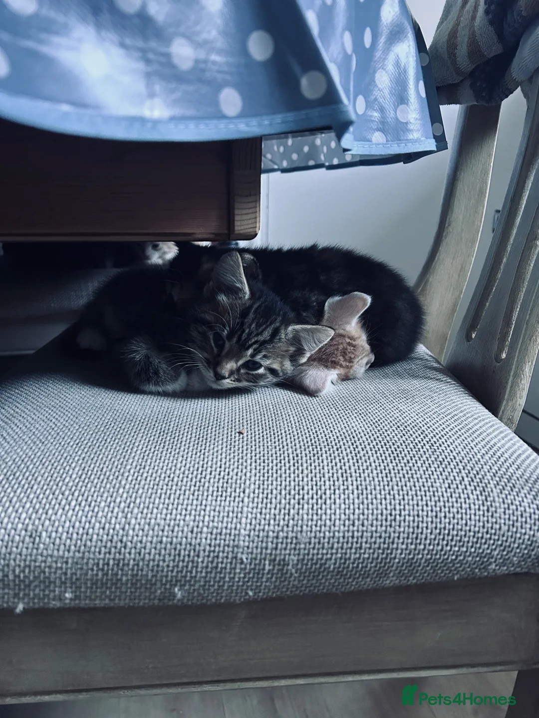 Mixed Breed cats for sale: Six kittens  - Advert 8