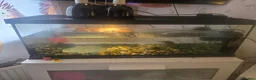 Turtle reptiles for sale: Water turtles  in Dundee - Advert 1