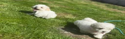 Maltese dogs for sale: Maltese puppies ready now - Advert 3