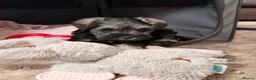 Miniature Schnauzer dogs for sale: KC Registered Miniature Schnauzer - Advert 12