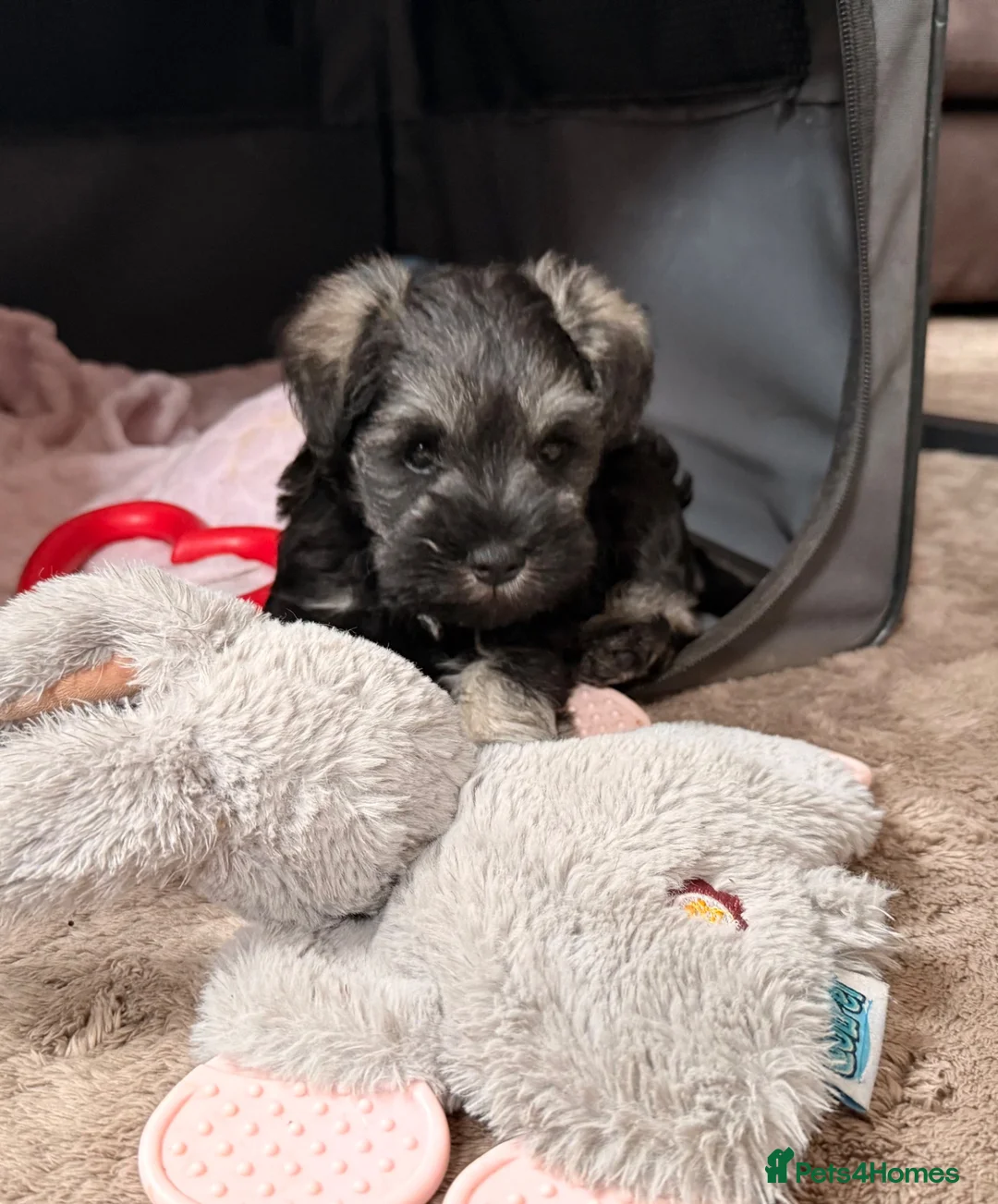 Miniature Schnauzer dogs for sale: KC Registered Miniature Schnauzer - Advert 12