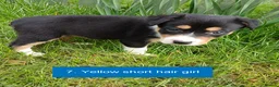 Border Collie dogs for sale: Pedigree tri-colour border collie puppies in Huntly - Advert 8