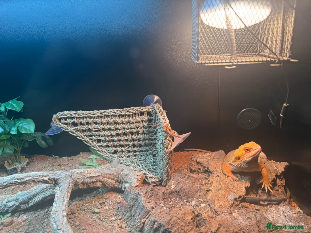 Bearded Dragon reptiles for sale: Relocation  - Advert 5