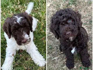 Mixed Breed dogs Double Doodles/Sproodle x Cockapoo - Advert 3