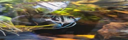Angelfish fish for sale: Loads angelfish , breeding pairs - Advert 6