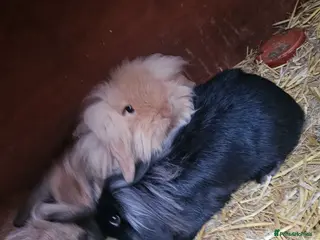 Mixed Breed rabbits Long haired rabbits for sale - Advert 1