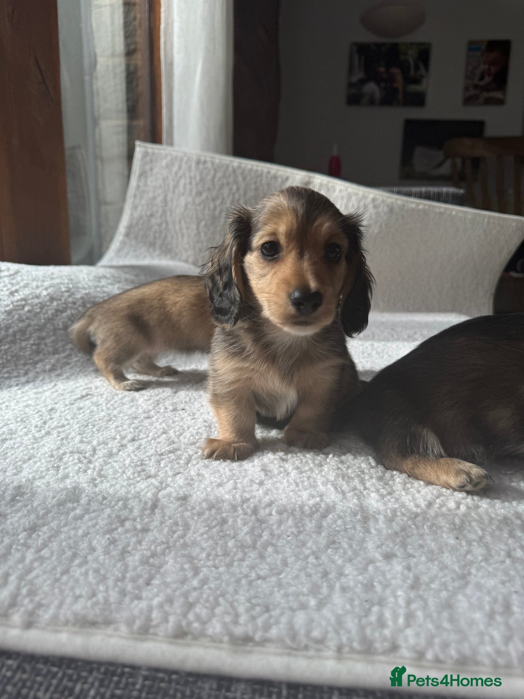 Mixed Breed dogs for sale: Miniature longhair dachshund  - Image 7