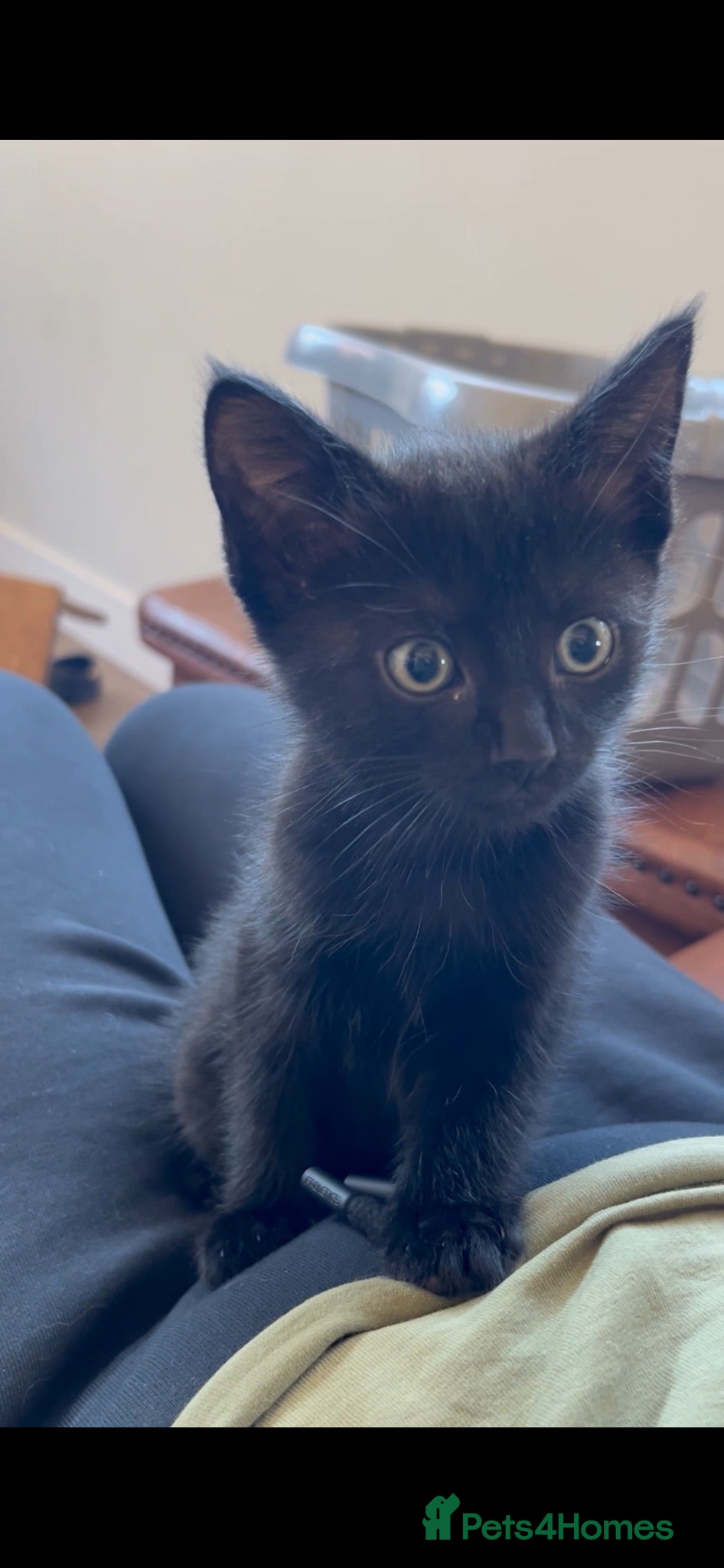 Mixed Breed cats 2 kittens remaining - Advert 11