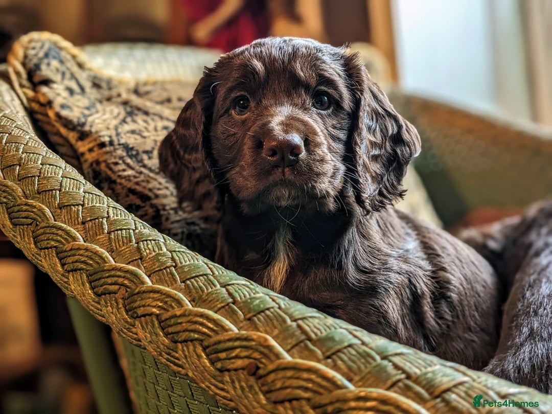 Cocker Spaniel dogs for sale: Kennel Club Registered Cocker Spaniel Puppies  - Image 6