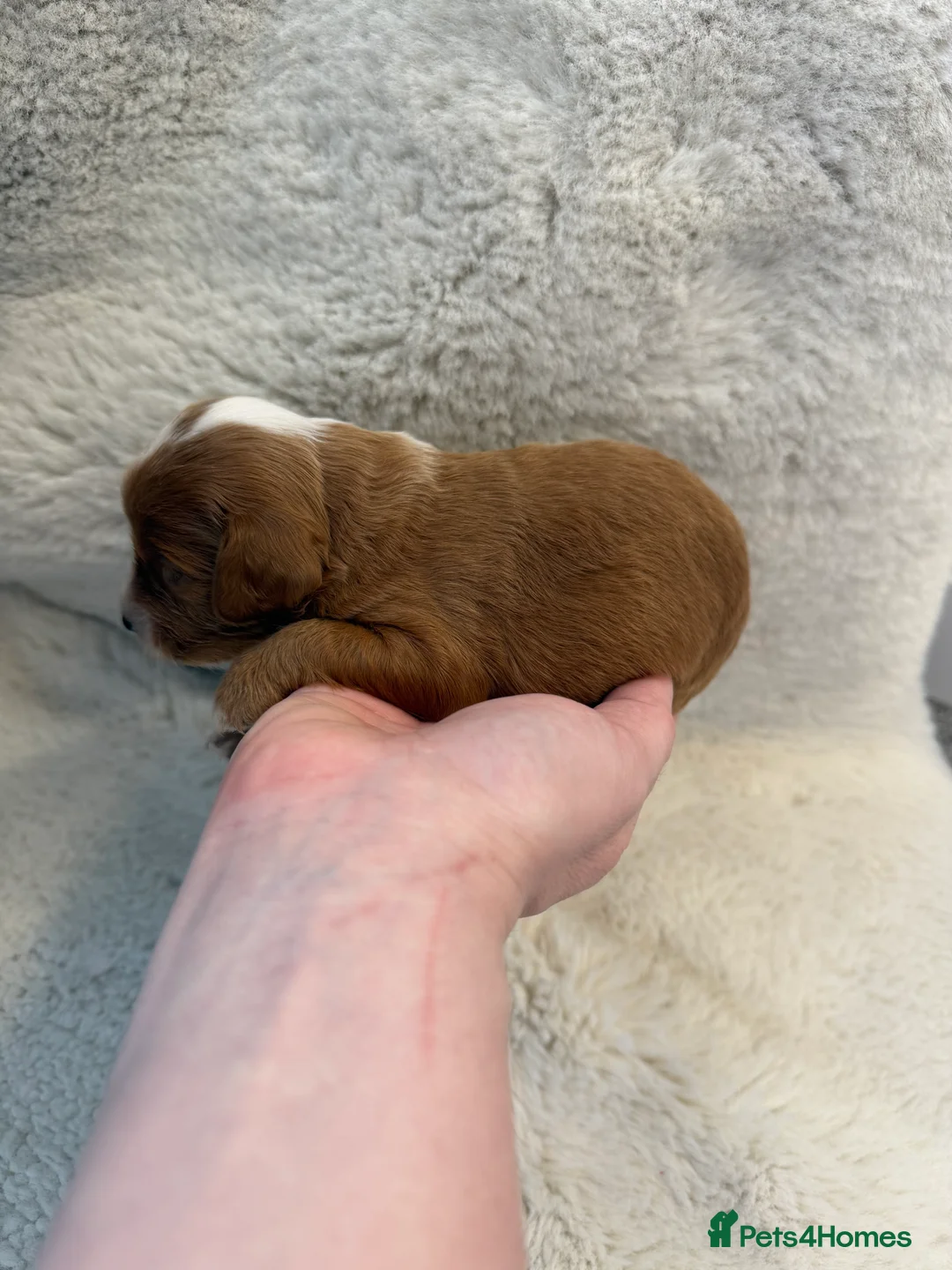 Cockapoo dogs for sale: F1 stunning cockerpoo puppies - Advert 10