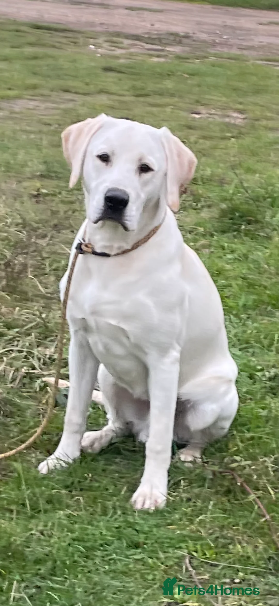 Labrador Retriever dogs for stud: Yellow Working Labrador Stud Fully Health tested in Christchurch - Advert 2