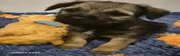 Border Terrier dogs for sale: Stunning border terrier puppys  - Advert 14
