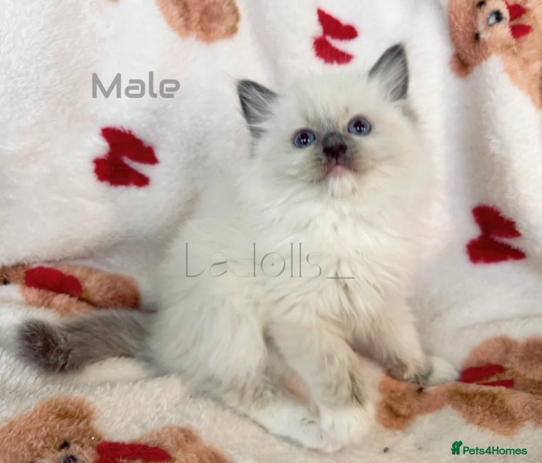 Ragdoll cats for sale: 🐾 Beautiful Blue-Eyed kittens 🐾 - Advert 1