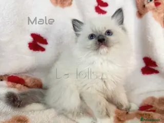 Ragdoll cats 🐾 Beautiful Blue-Eyed kittens 🐾 - Advert 16