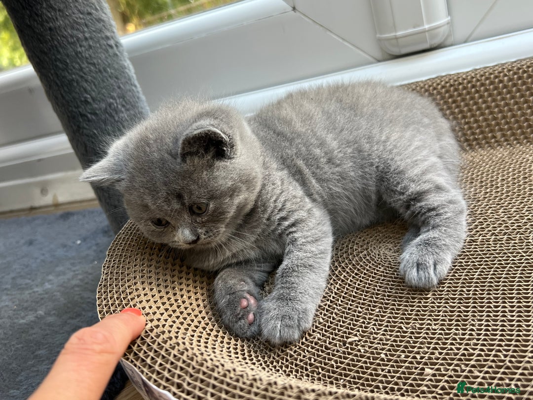 British Shorthair cats for sale: 5 playful blue British short hair kittens  - Image 5