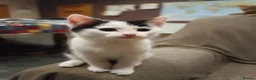 Mixed Breed cats for sale: 5 adotable kittend - Advert 8