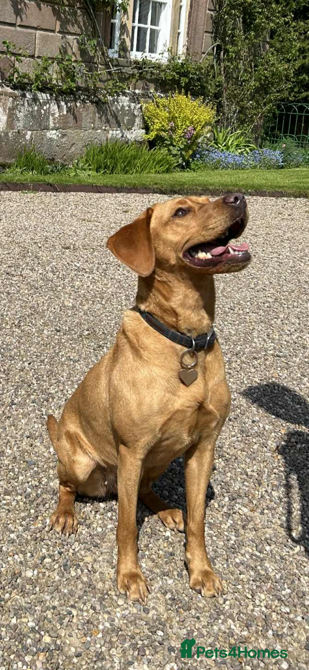 Labrador Retriever dogs for sale: Dark Fox Red Labrador puppies - Advert 4