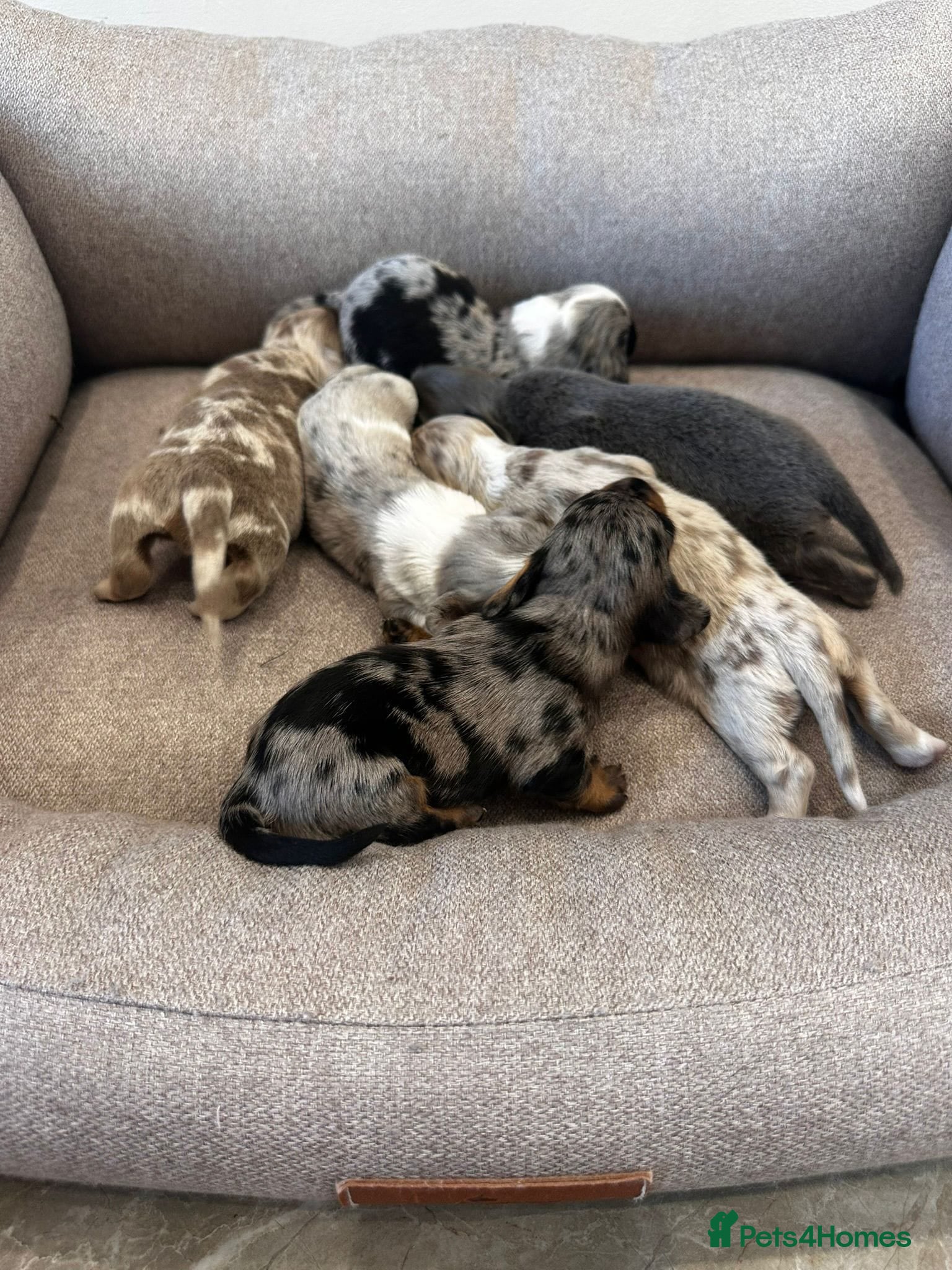 Miniature Dachshund dogs for sale: Beautiful Daches  - Advert 10