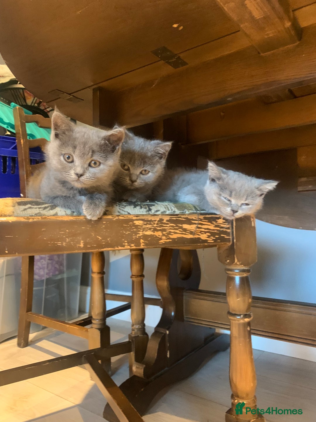 British Shorthair cats for sale: British shorthair kittens  - Image 5