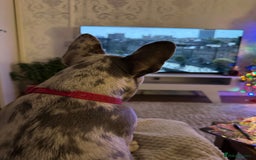 French Bulldog dogs for sale: Merle French bulldog - Image 5