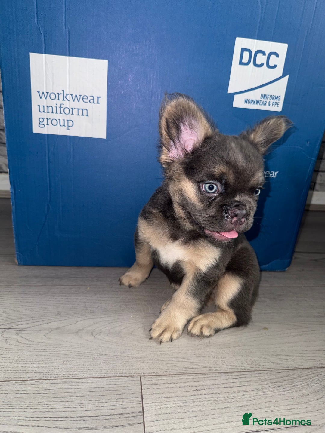 French Bulldog dogs for sale:  French bull dog female puppy! - Image 6
