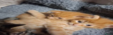 Mixed Breed 2