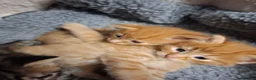 Mixed Breed cats for sale: 5 beautiful kittens for sale - Advert 12