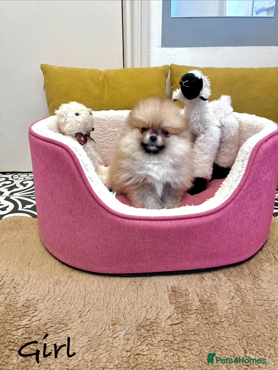 Pomeranian dogs for sale: Top Quality 🐻 Teddy Bears  - Advert 11