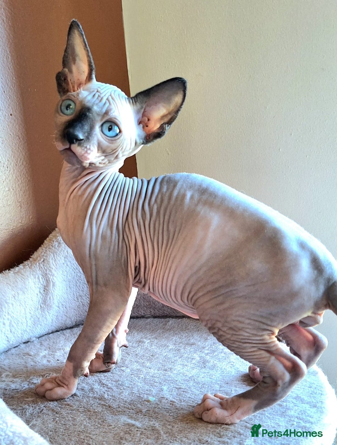 Sphynx cats for sale: Sphynx Kitten - Advert 1