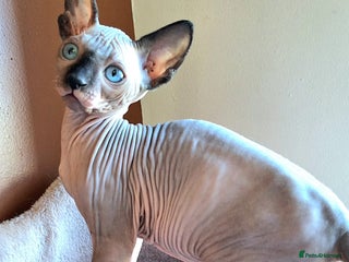Sphynx cats Sphynx Kitten - Advert 4