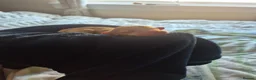 Cavapoo dogs for sale: Beautiful litter of cavapoo in Airdrie - Advert 5
