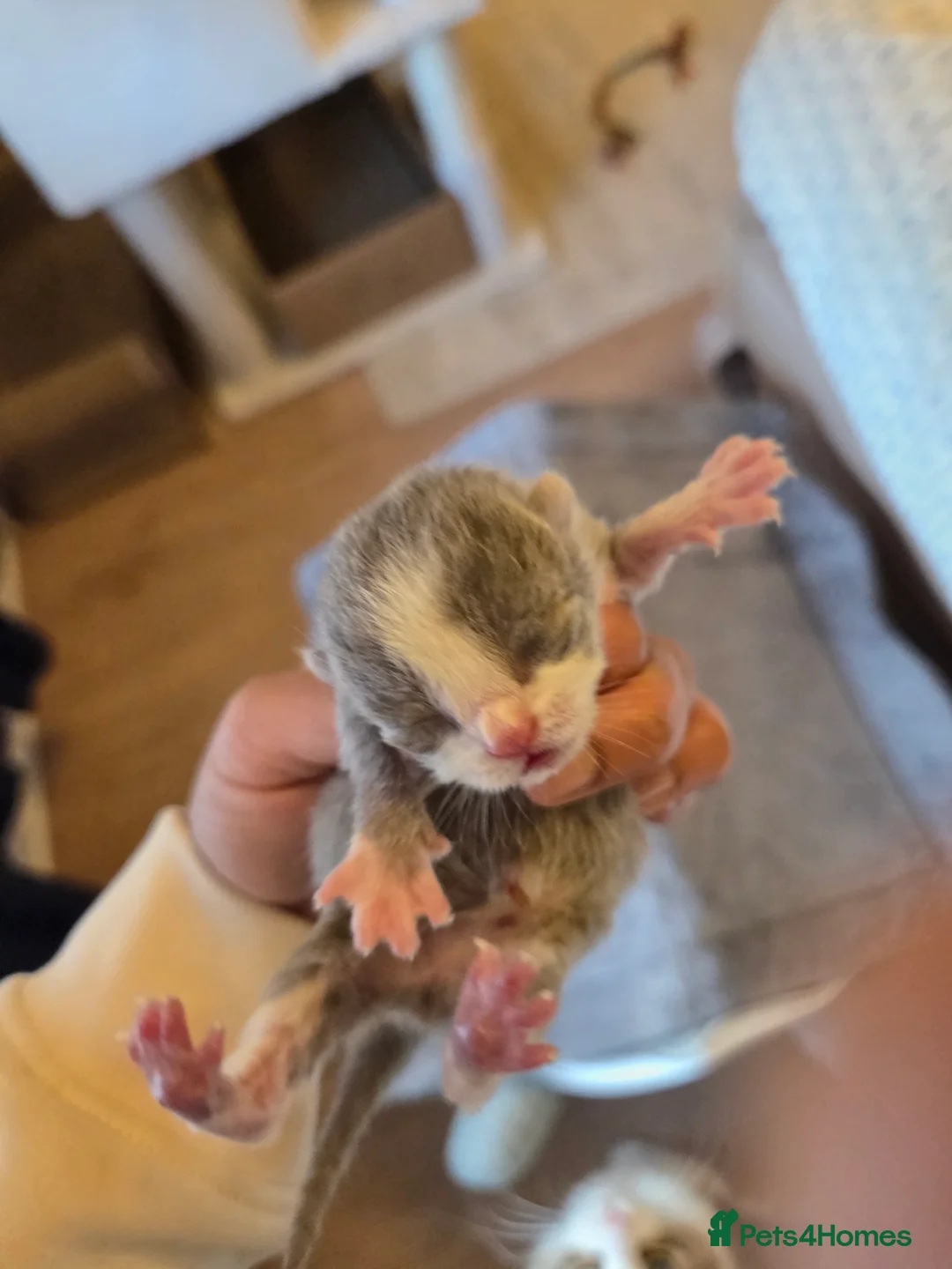 Mixed Breed cats for sale: Mixed breed kittens  - Advert 7