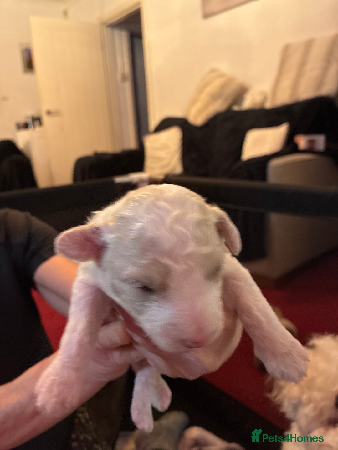 Mixed Breed dogs for sale: Stunning litter of Cavapoochon puppies - Advert 12