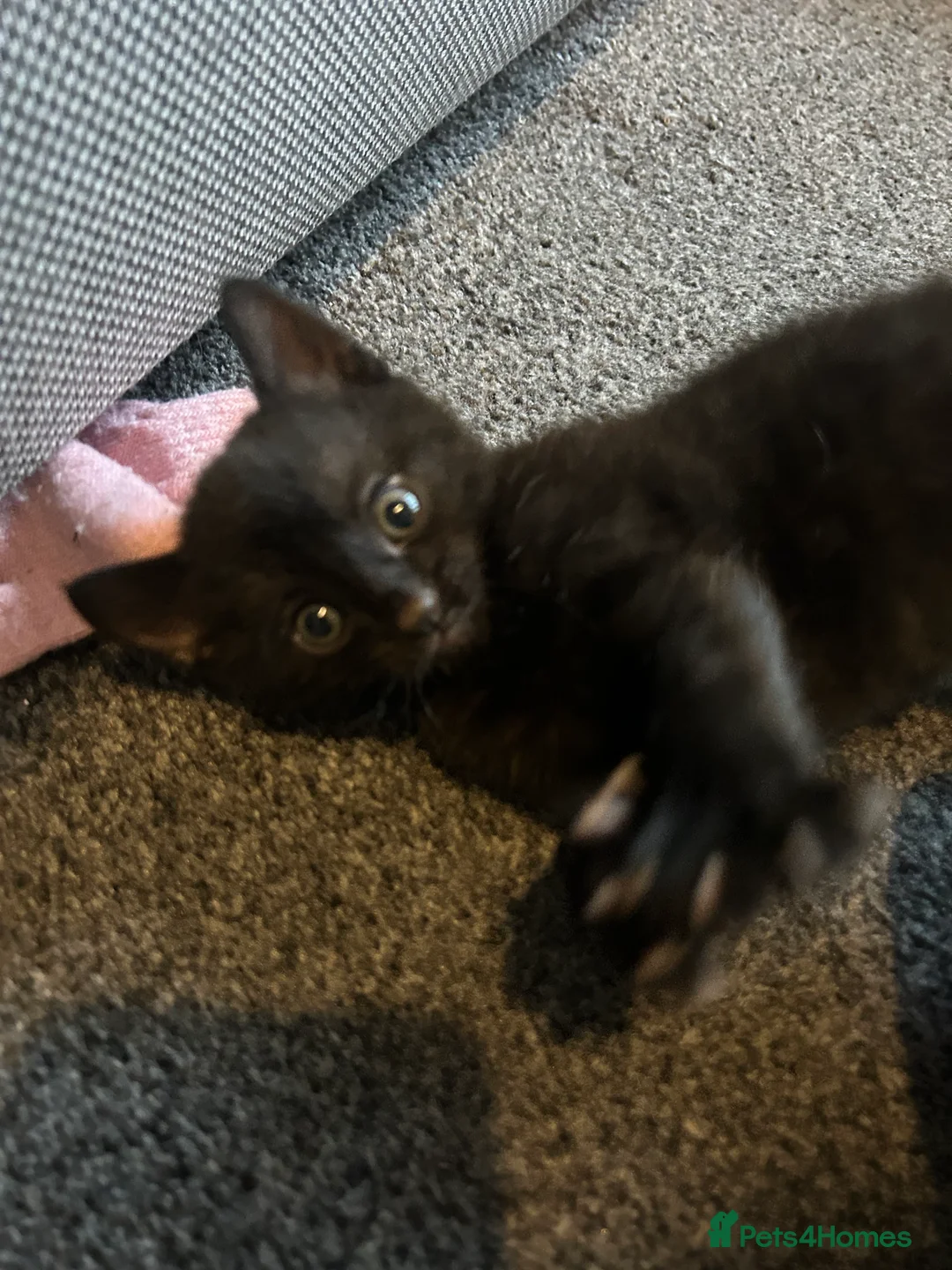 Mixed Breed cats for sale: Beautiful kittens  - Advert 4