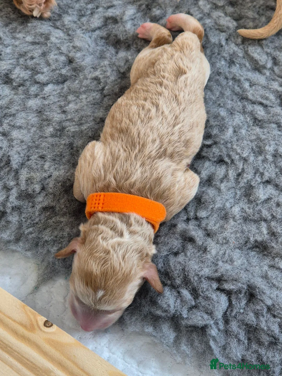 Cockapoo dogs for sale: Cockapoo puppies F1bb - Advert 2