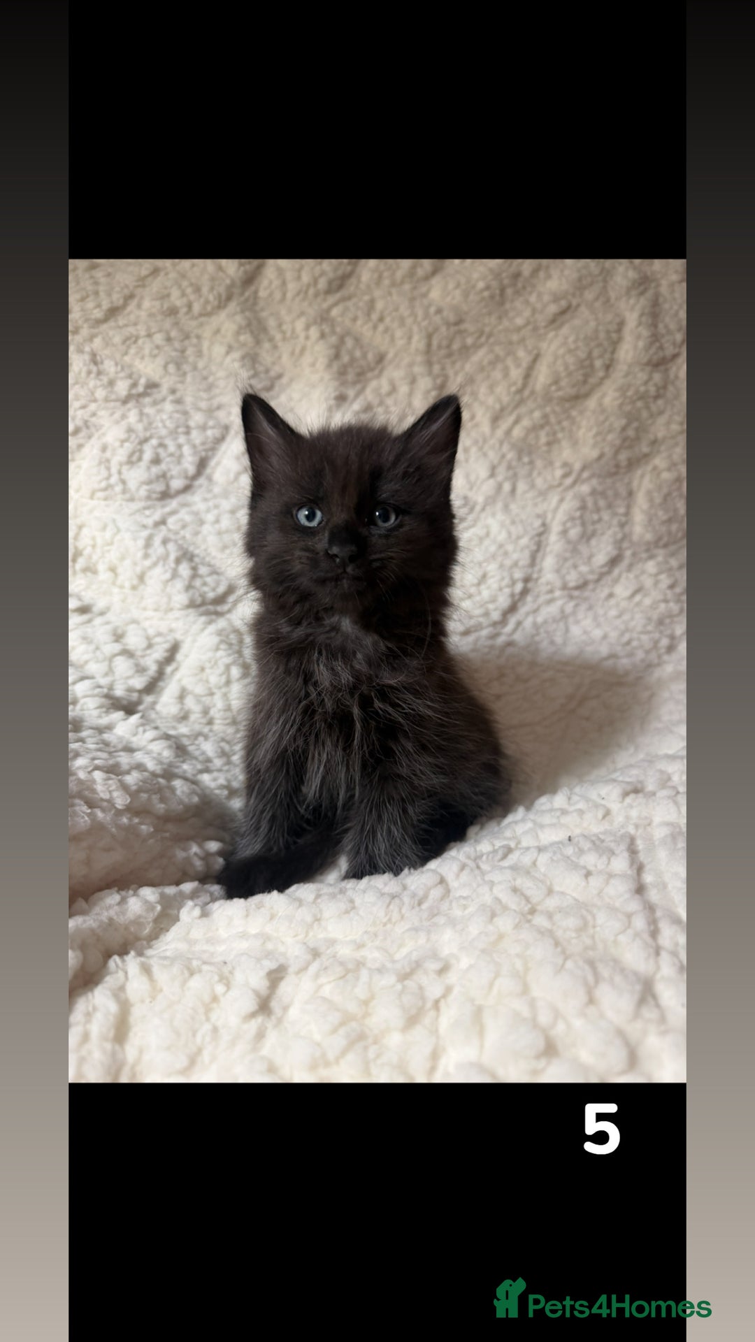 Mixed Breed cats for sale: Ragcoon X blue kittens  - Advert 5