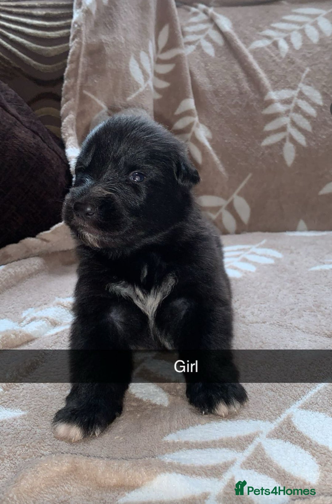 German Shepherd dogs for sale: BEAUTIFUL GERMAN SHEPS   - Image 7