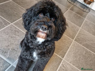 Cockapoo dogs in Rotherham - Advert 26