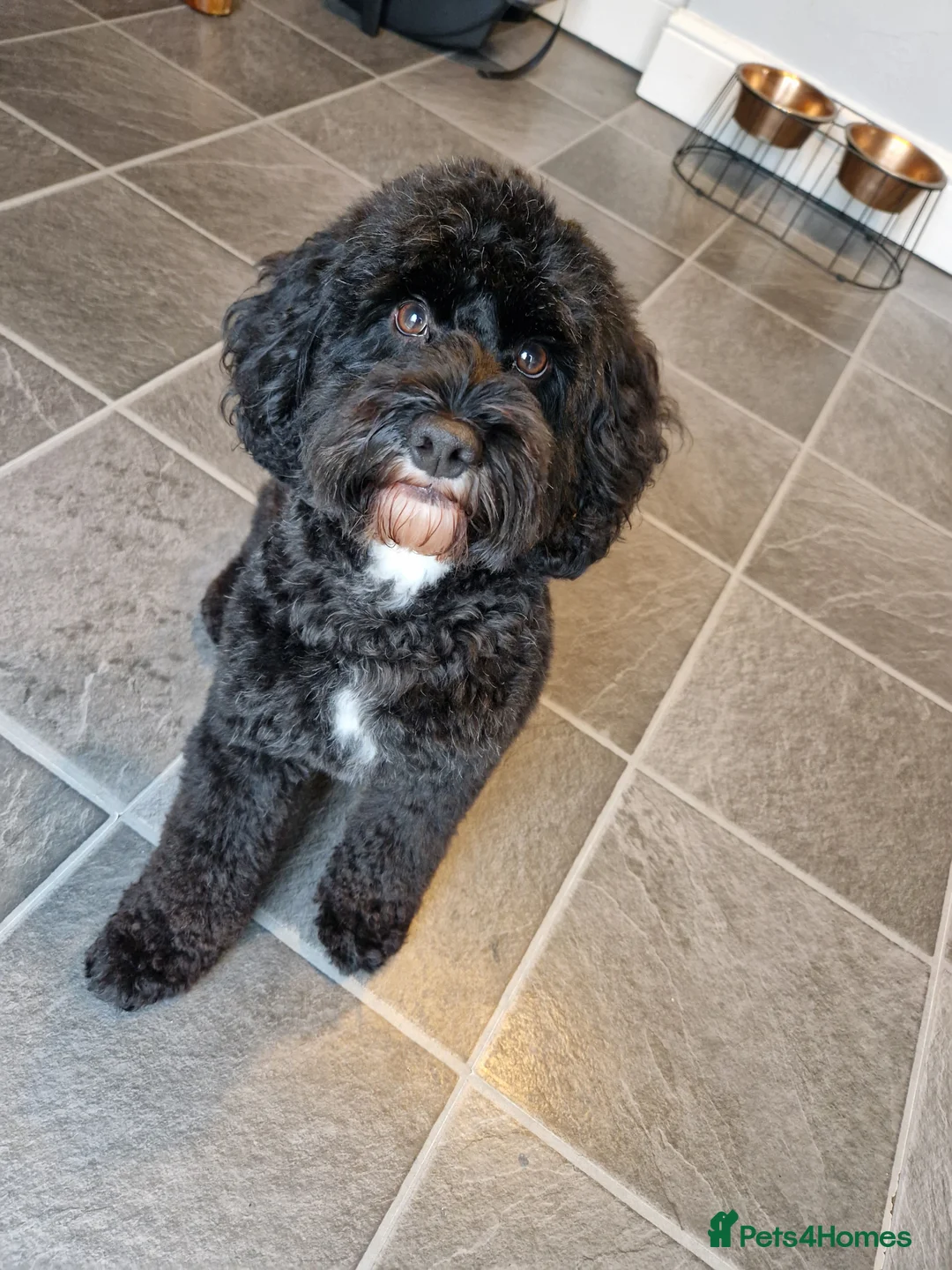 Cockapoo dogs for stud: 100% Proven cockapoo F1 STUD in Rotherham - Advert 1