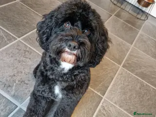 Cockapoo dogs 100% Proven cockapoo F1 STUD in Rotherham - Advert 1