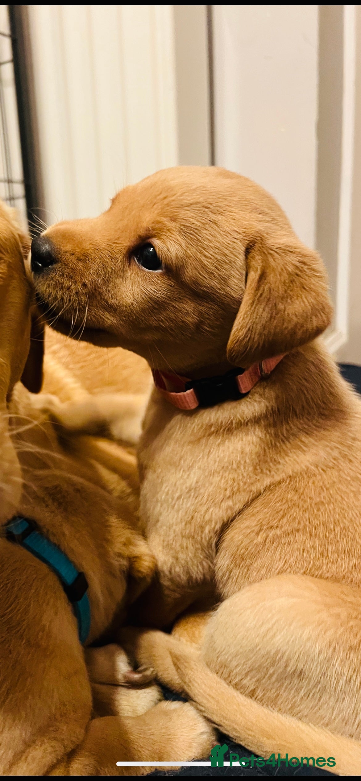 Labrador Retriever dogs Pedigree Kc registered Labrador Puppies - Advert 3