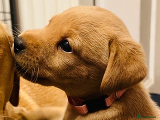 Labrador Retriever dogs Pedigree Kc registered Labrador Puppies - Advert 3