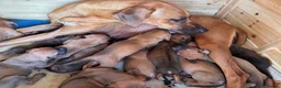 Rhodesian Ridgeback dogs for sale: 12 Gorgeous Rhodesian Ridgebacks   - Advert 14