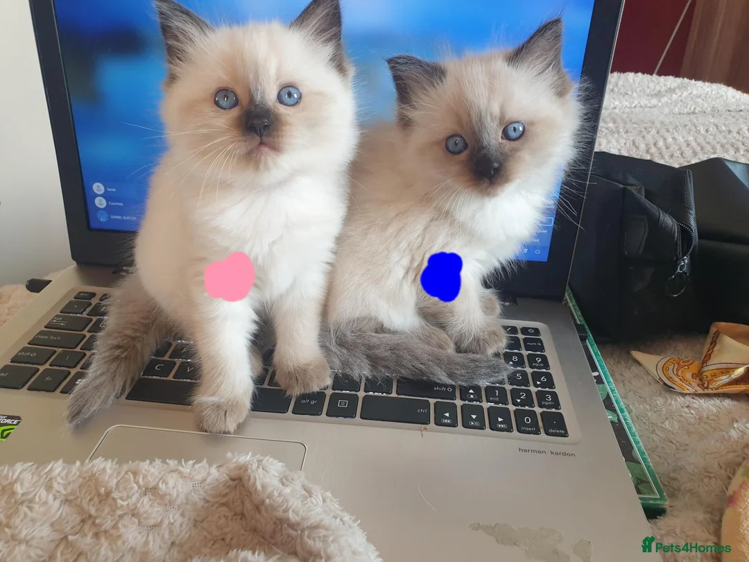 Ragdoll cats for sale: 4 x Fluffy Ragdoll Chocolate Sealpoint kittens - Advert 1